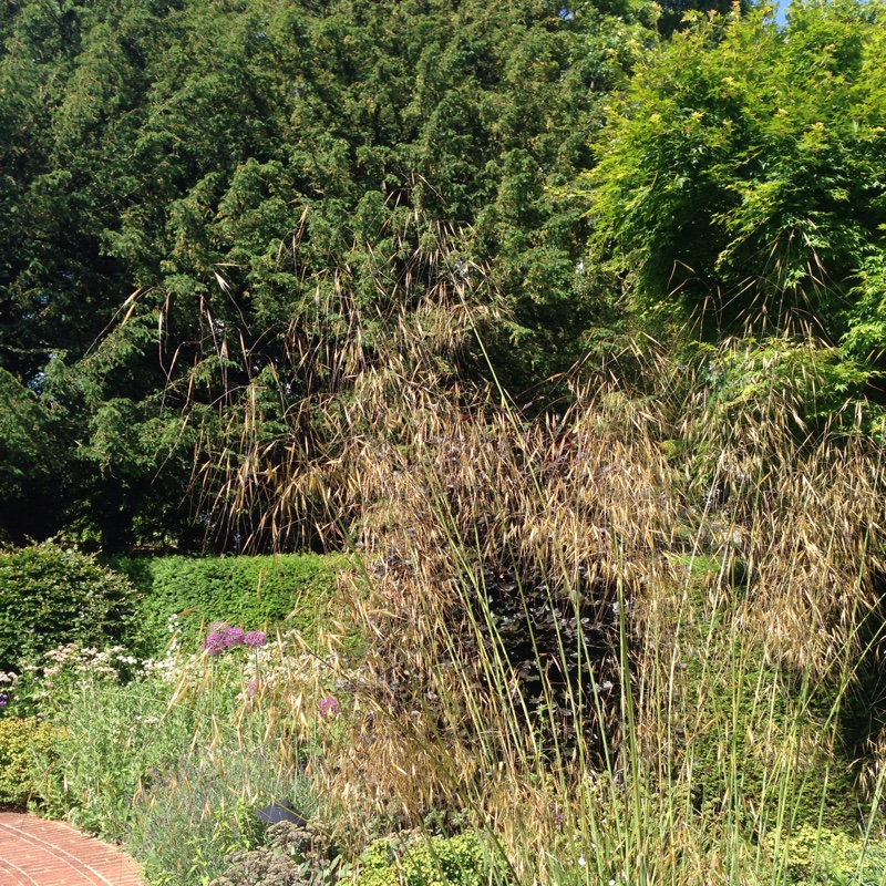 Plant image Stipa Gigantea