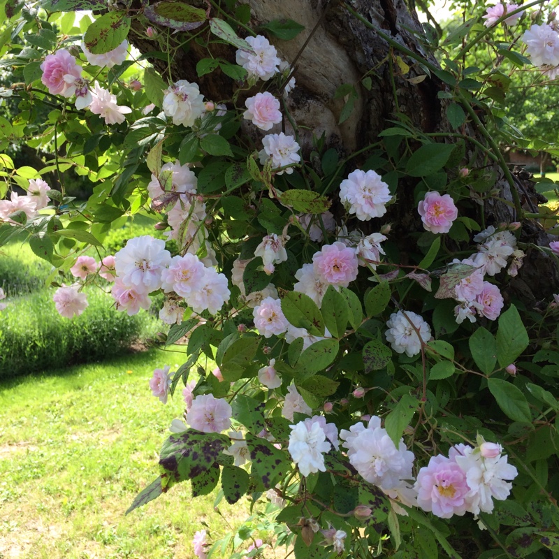 Rosa 'Paul's Himalayan Musk' syn. Rosa 'Paul's Himalayan Rambler'