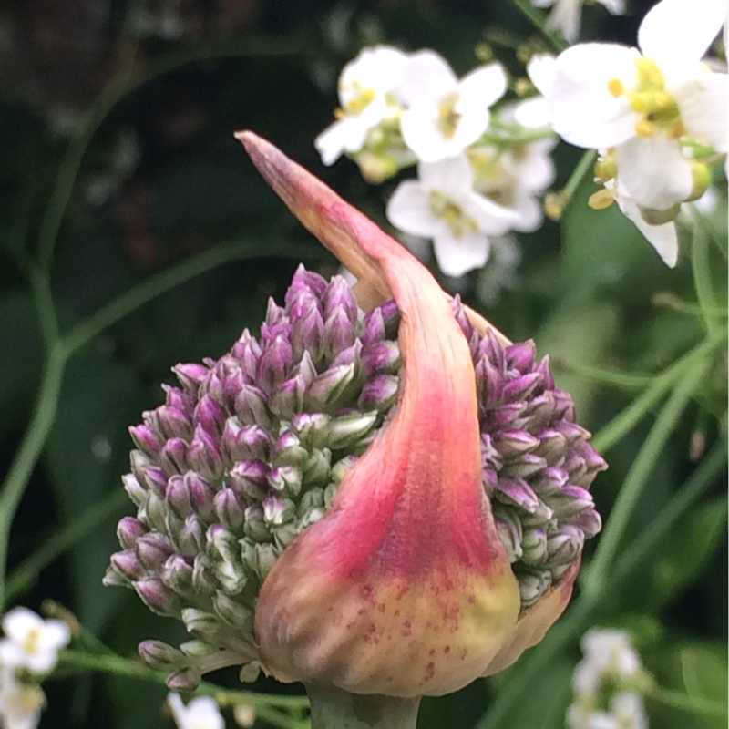 Plant image Allium 'Summer Drummer'