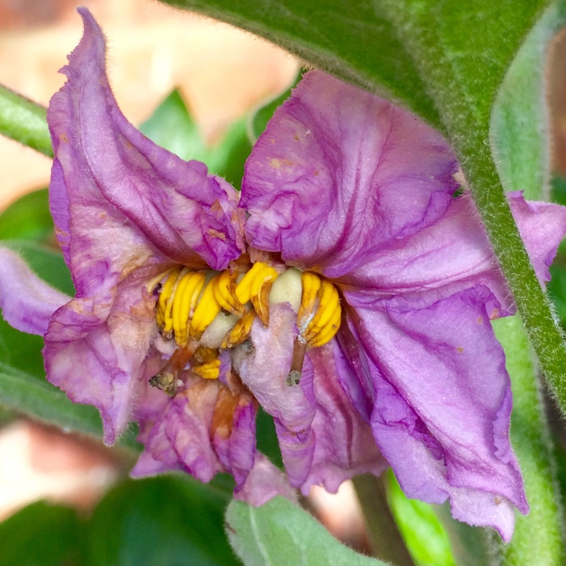 Solanum melongena 'Black Beauty'