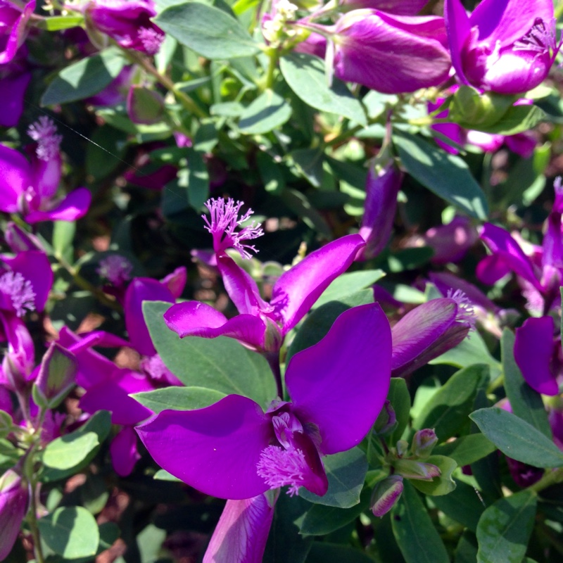 Plant image Polygala myrtifolia