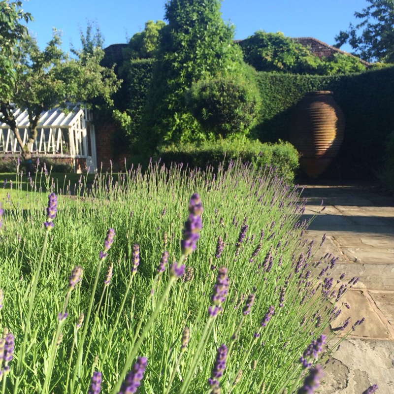 Plant image Lavandula angustifolia 'Imperial Gem'