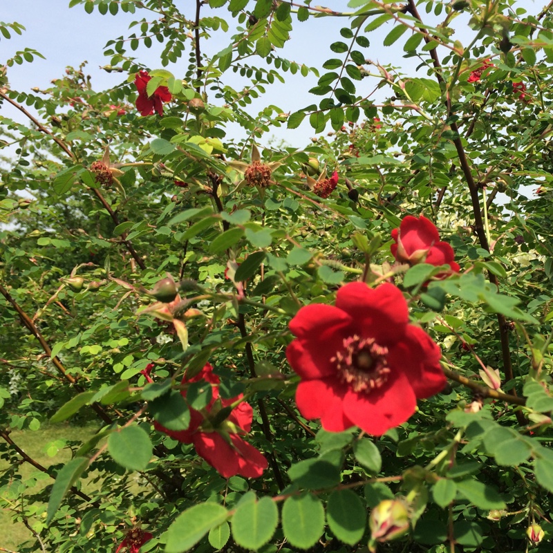 Plant image Rosa moyesii 'Geranium'