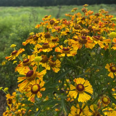 Sneezeweed