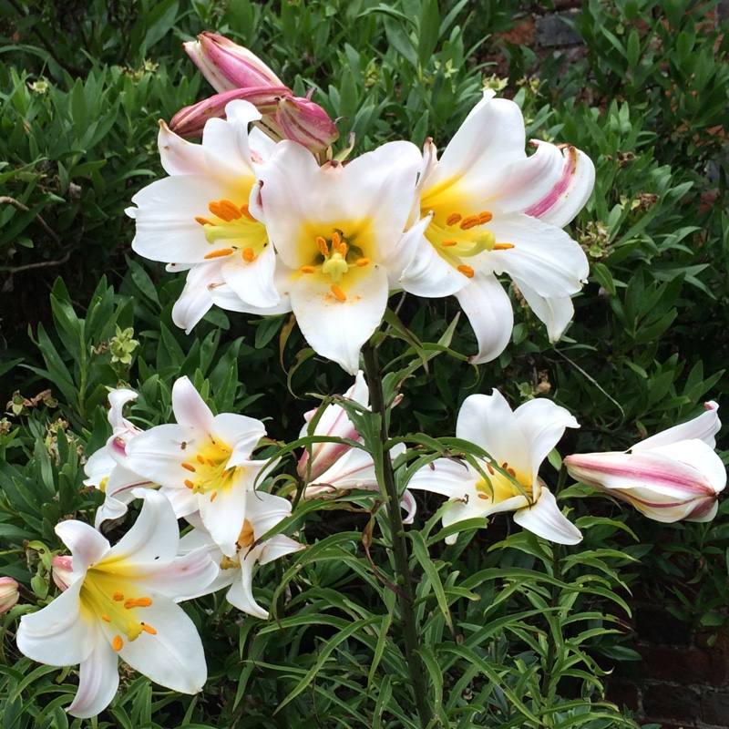 Lilium regale 'Album'