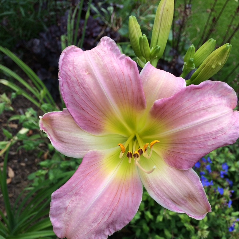 Plant image Hemerocallis 'Catherine Woodbery'