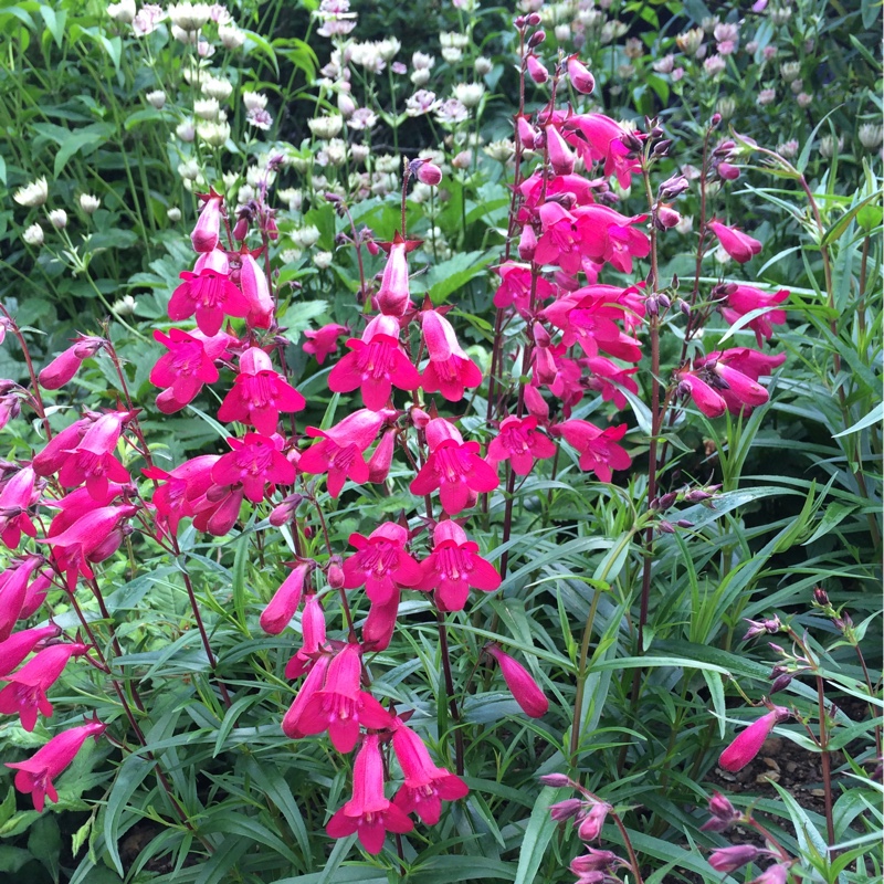 Plant image Penstemon 'Andenken an Friedrich Hahn' syn. Penstemon 'Garnet'