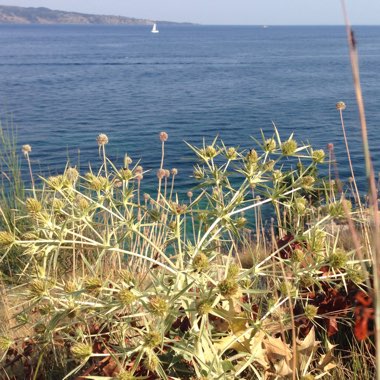 Eryngium maritimum