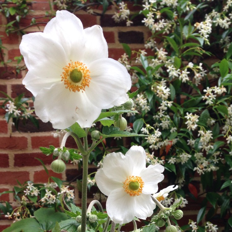 Plant image Anemone x hybrida 'Honorine Jobert'