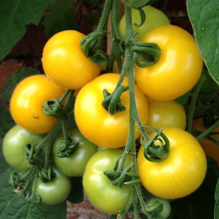 Plant image Solanum Lycopersicum 'Golden Sunrise'