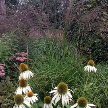 Echinacea purpurea 'White Swan'