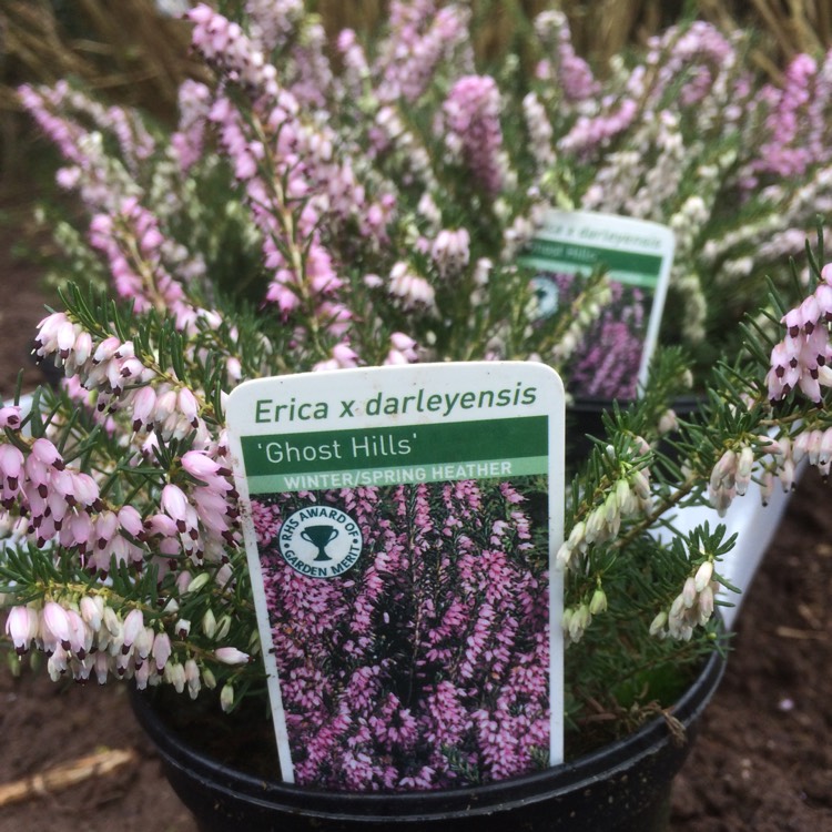 Plant image Erica x darleyensis 'Ghost Hills'