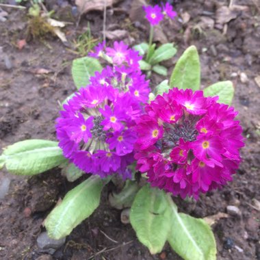 Primula denticulata