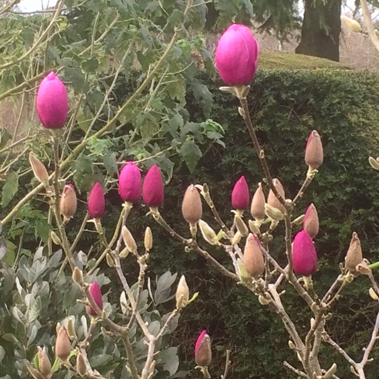 Plant image Magnolia 'Black Tulip'