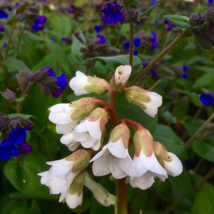 Plant image Bergenia 'Bressingham White'