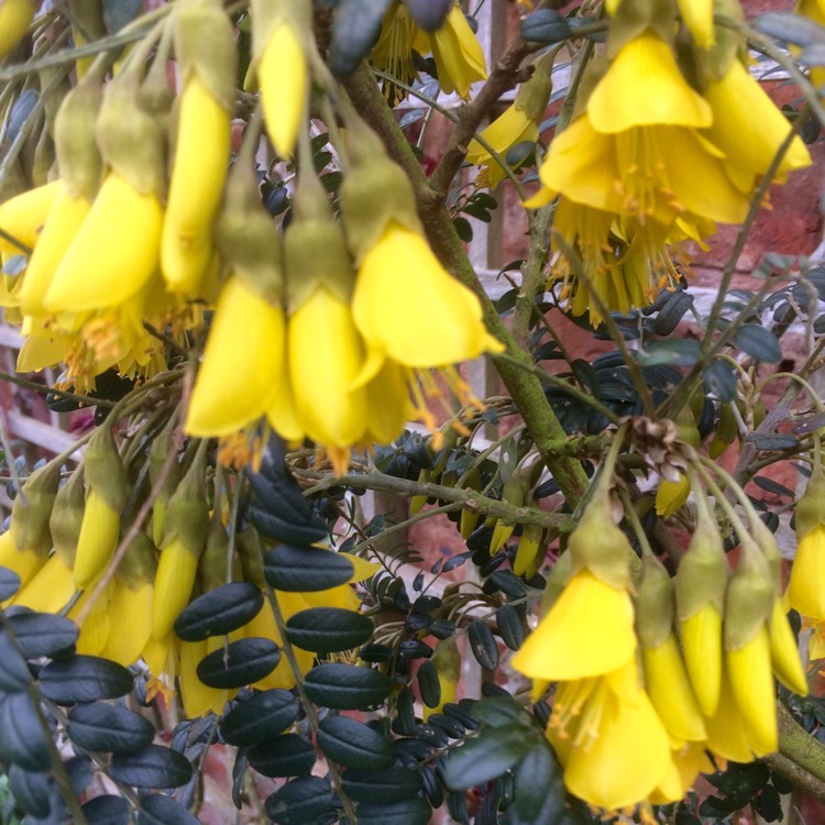 Plant image Sophora microphylla 'Sun King'