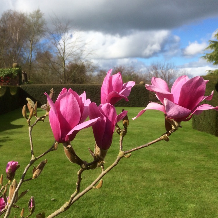 Plant image Magnolia 'Vulcan'