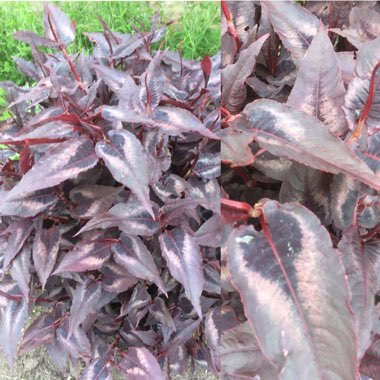 Persicaria microcephala 'Red Dragon'