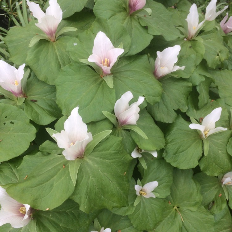 Plant image Trillium ovatum