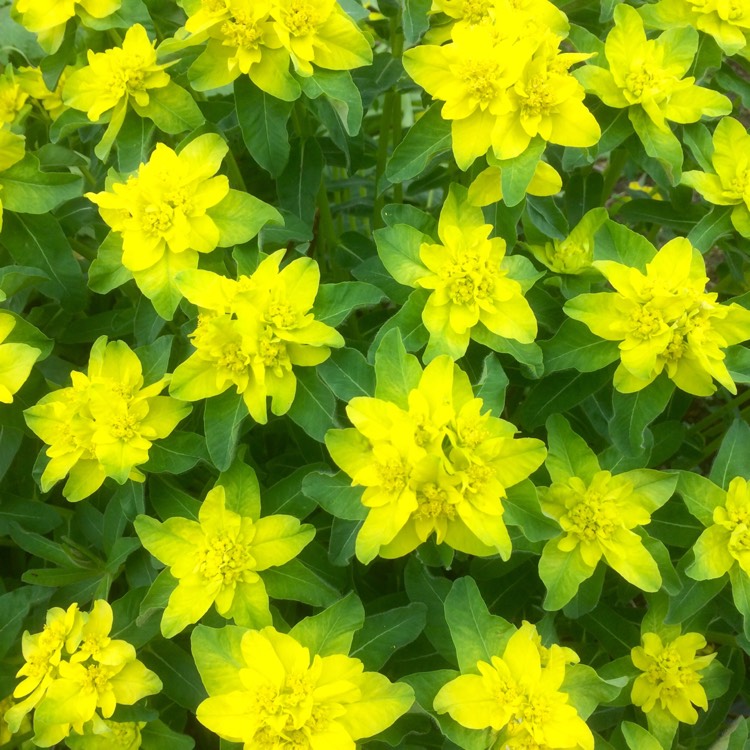 Plant image Euphorbia epithymoides 'Bonfire'