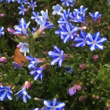 Lithodora diffusa' White Star'