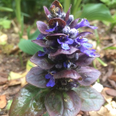 Ajuga reptans 'Braunherz'