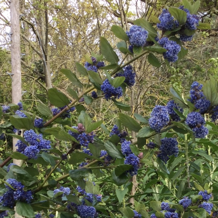 Plant image Ceanothus arboreus 'Trewithen Blue'