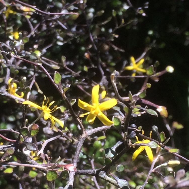 Plant image Corokia cotoneaster