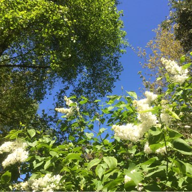 Syringa vulgaris 'Avalanche'