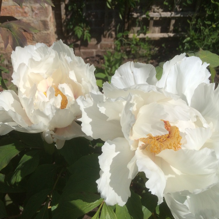 Plant image Paeonia ostii 'Feng Dan Bai' syn. Paeonia x suffruticosa 'Feng Dan Bai', Paeonia 'White Phoenix', Paeonia 'Phoenix White', Paeonia x suffruticosa 'White Phoenix'