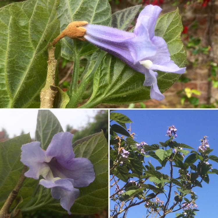 Plant image Paulownia tormentosa