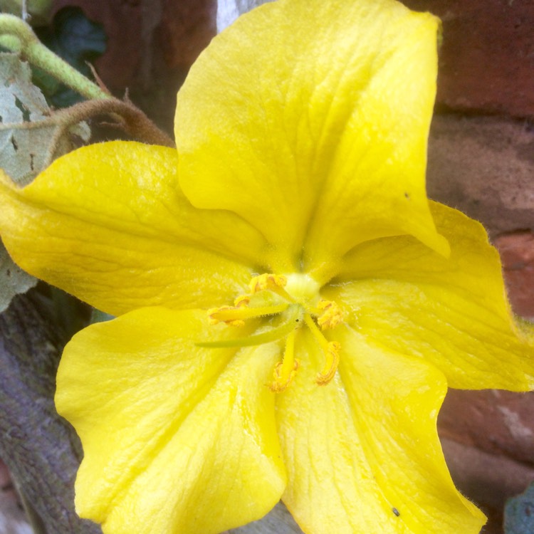 Plant image Fremontodendron 'California Glory'