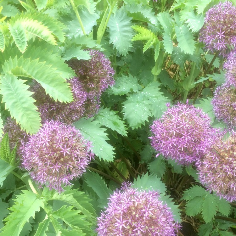 Plant image Melianthus major 'Purple Haze'