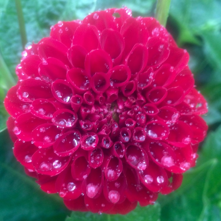 Plant image Dahlia 'Cornel'