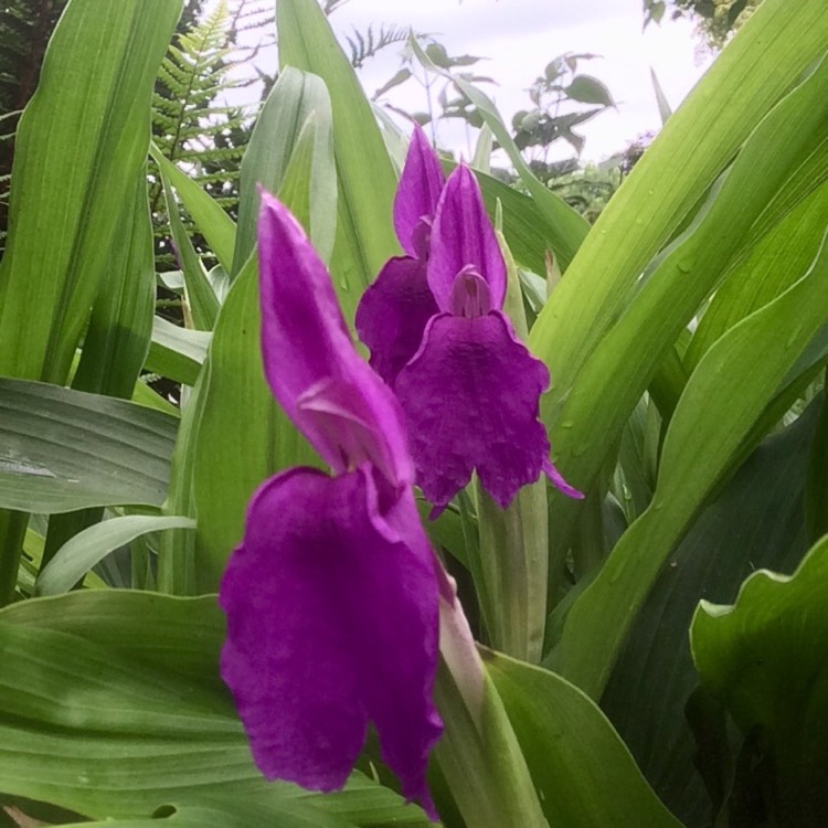 Plant image Roscoea humeana