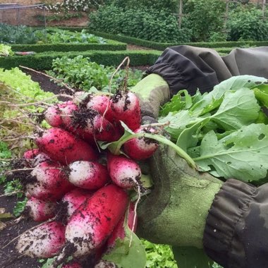 Raphanus sativus 'French Breakfast'