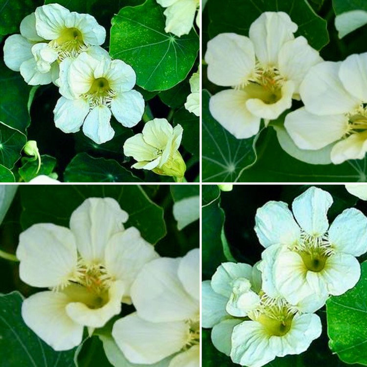 Plant image Tropaeolum majus 'Milkmaid'