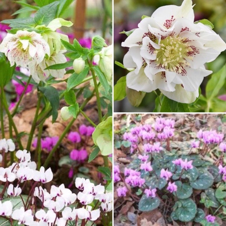 Plant image Helleborus x hybridus 'Double Ellen White Spotted' (Double Ellen Series)