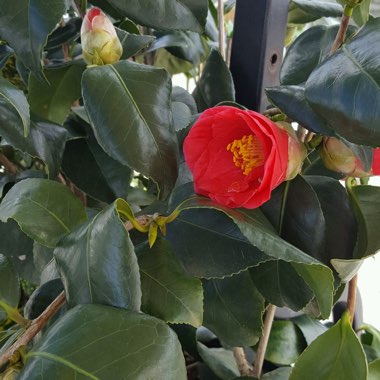 Plant image Camellia japonica 'Greensboro Red'