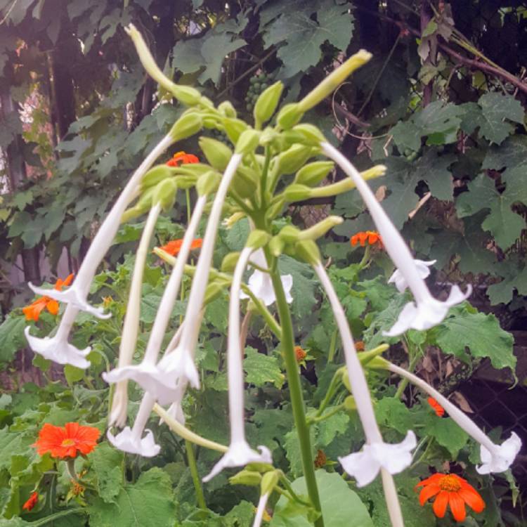 Plant image Nicotiana Sylvestris