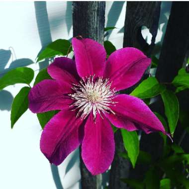 Clematis jackmanii 'Superba'