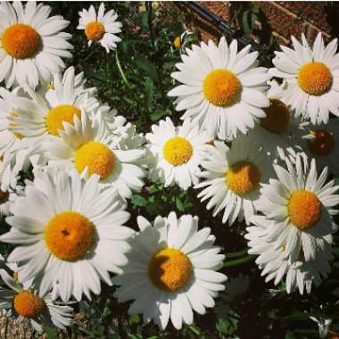 Shasta Daisy 'Phyllis Smith'