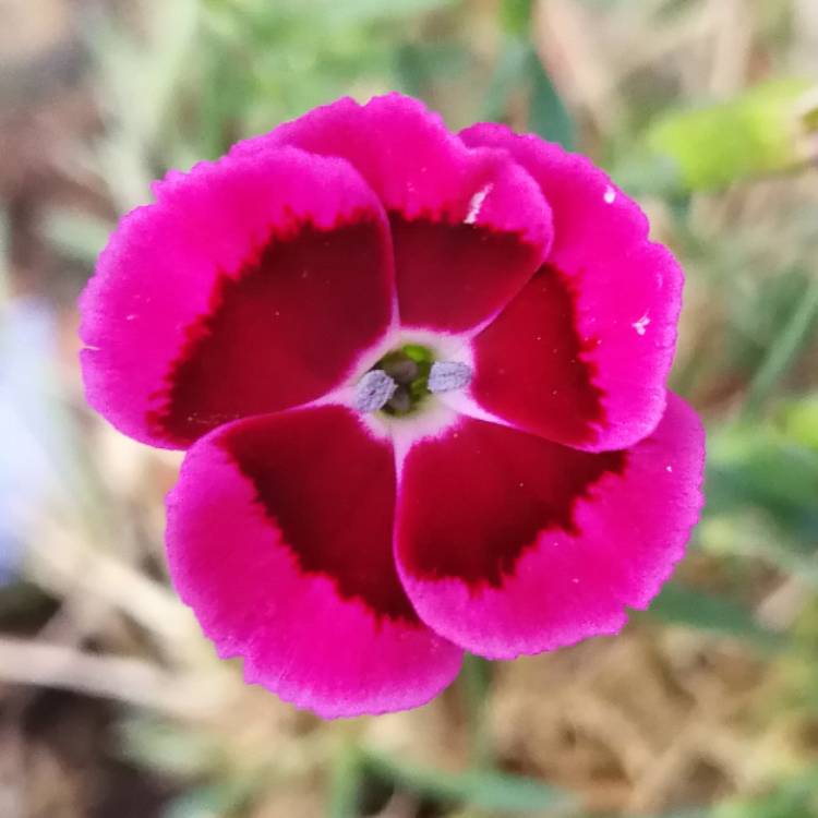 Plant image Dianthus Sunflor® 'Charmy'