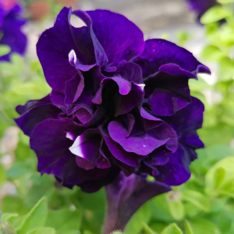 Plant image Petunia Double