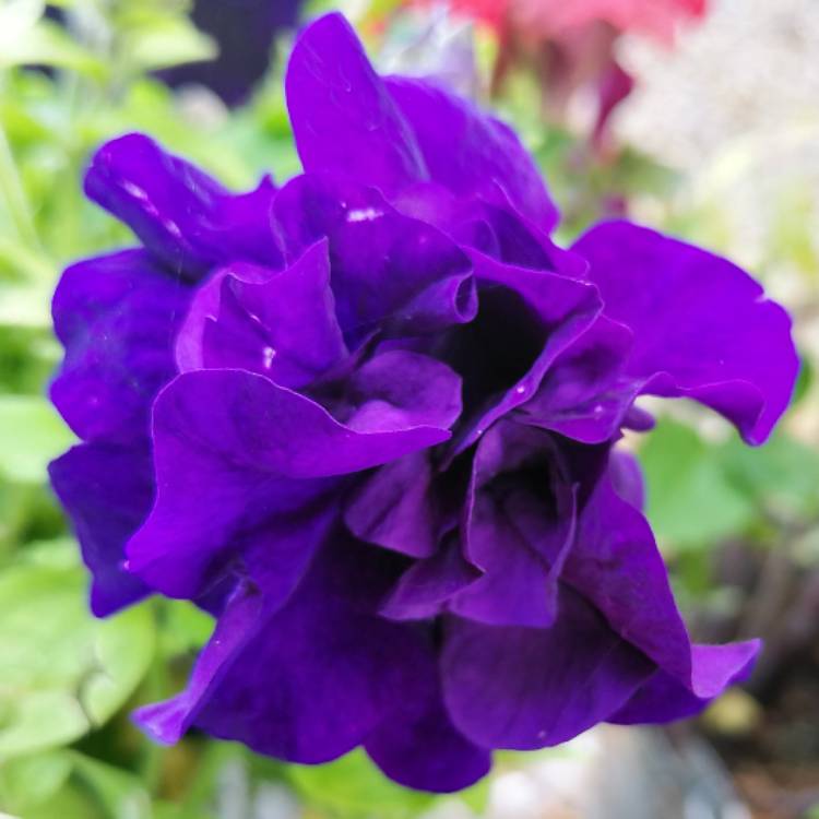 Plant image Petunia Double