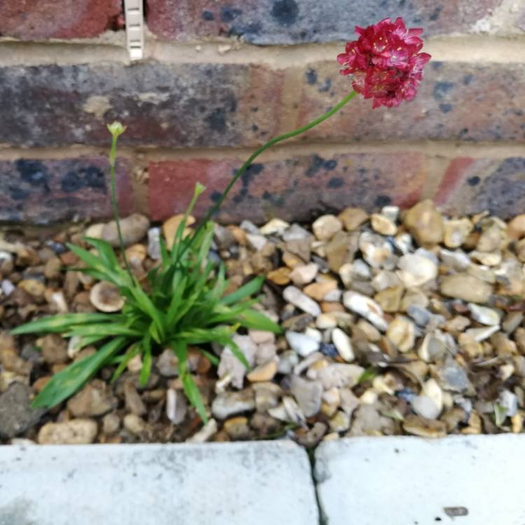 Plant image Armeria Pseudoarmeria 'Ballerina red'