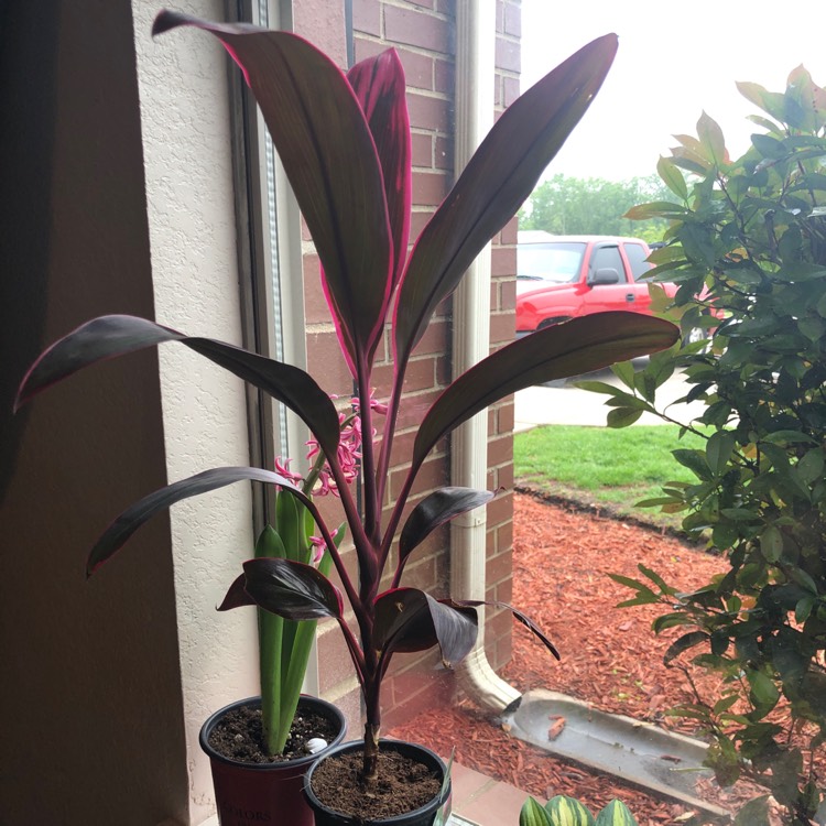 Plant image Cordyline fruticosa 'Red Tips'