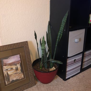 Snake Plant