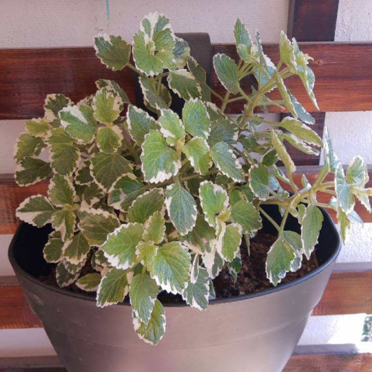 Plant image Coleus amboinicus 'Variegatus' syn. Plectranthus amboinicus 'Variegatus'