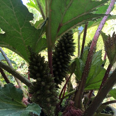 Giant Rhubarb